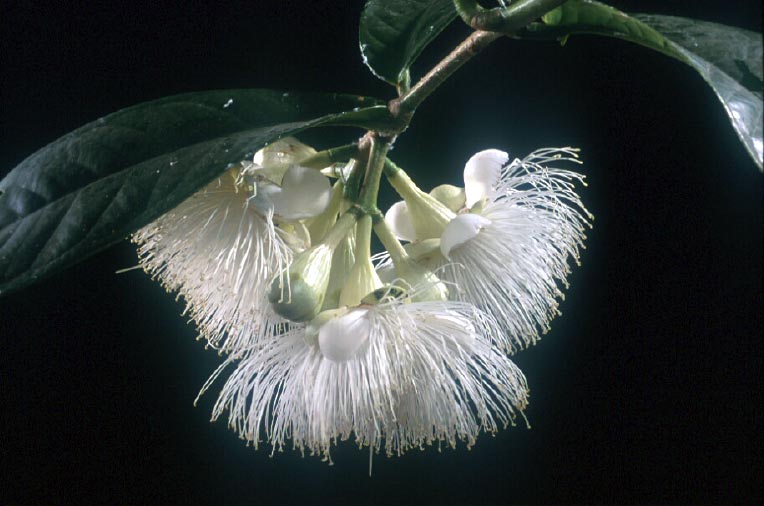 ชมพู่ป่า Syzygium megacarpum (Craib) Rathakr. & N.C. Nair<br/>MYRTACEAE