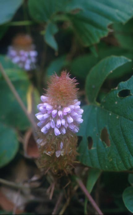 หางกระรอก Uraria acaulis Schindl.<br/>FABACEAE (LEGUMINOSAE-PAPILIONOIDEAE)