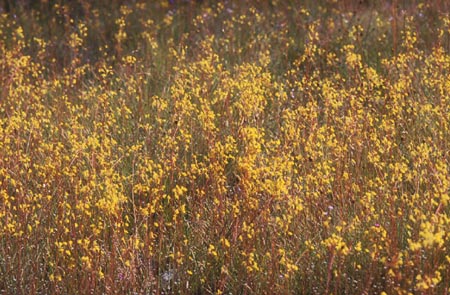 สร้อยสุวรรณา Utricularia bifida L.<br/>LENTIBULARIACEAE