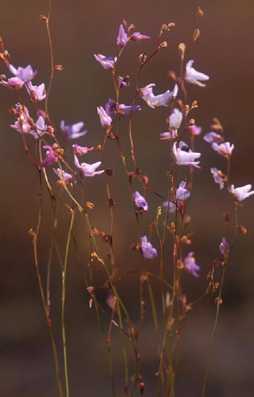 ทิพเกสร Utricularia minutissima Vahl.<br/>LENTIBULARIACEAE