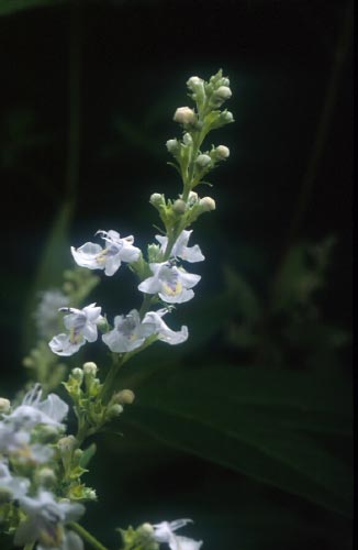 คนทีเขมา Vitex negundo L.<br/>LAMIACEAE (LABIATAE)