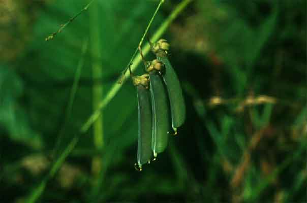 หิ่งหลวง Crotalaria neriifolia Wall. Ex Benth.<br/>FABACEAE (LEGUMINOSAE-PAPILIONOIDEAE)