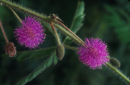 ไมยราบ Mimosa pudica L.<br/>FABACEAE (LEGUMINOSAE-MIMOSOIDEAE)