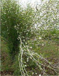 ปัดหิน Gardenia saxatilis Geddes<br/>RUBIACEAE