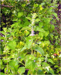 แมงลักคา Hyptis suaveolens (L.) Poit.<br/>LAMIACEAE (LABIATAE)