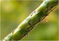 หญ้าหวาย Ischaemum barbatum Retz.<br/>POACEAE (GRAMINEAE)