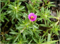 สารพัดพิษ Portulaca pilosa L.<br/>PORTULACACEAE