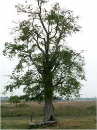 มะขาม Tamarindus indica L.<br/>FABACEAE (LEGUMINOSAE-CAESALPINIOIDEAE)