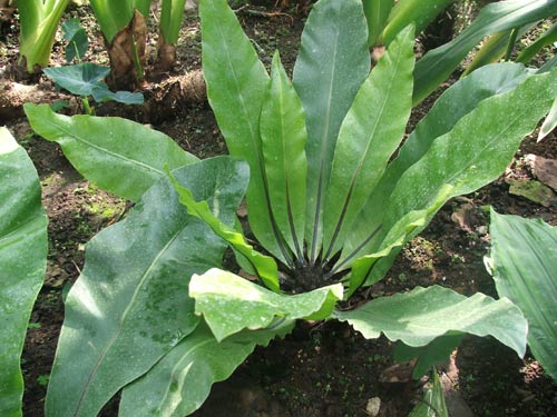 ข้าหลวงหลังลาย Asplenium nidus L.<br/>ASPLENIACEAE