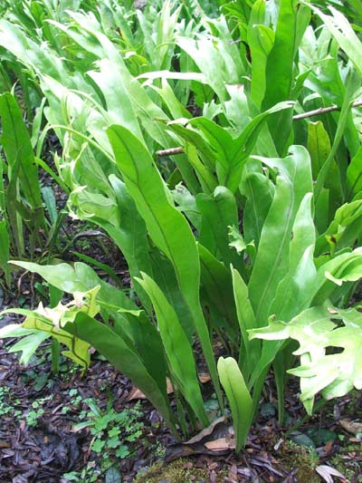 เฟินเขากวาง Polypodium polycarpon.<br/>POLYPODIACEAE