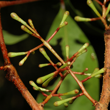 ตะบูนขาว Xylocarpus granatum Koenig <br/>MELIACEAE