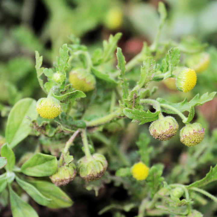 พญามุตติ Grangea maderaspatana (L.) Poir.<br/>ASTERACEAE (COMPOSITAE)