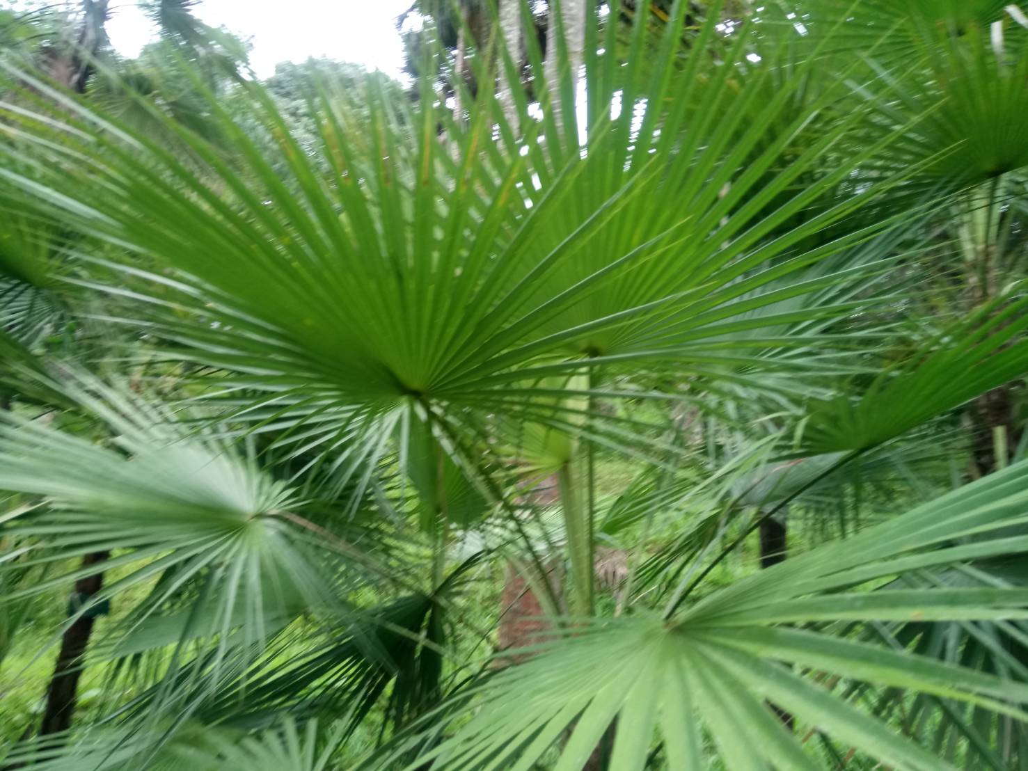 เปาโรติส Acoelorrhaphe wrightii (Griseb. & H.Wendl.) H.Wendl. ex Becc.<br/>Arecaceae