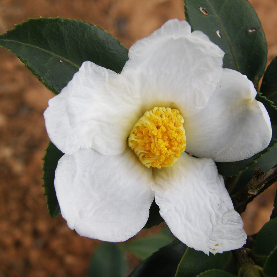 ชาน้ำมัน Camellia oleifera Abel<br/>THEACEAE