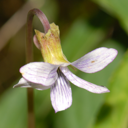 ใบพาย Viola betonicifolia J.ESmith<br/>VIOLACEAE