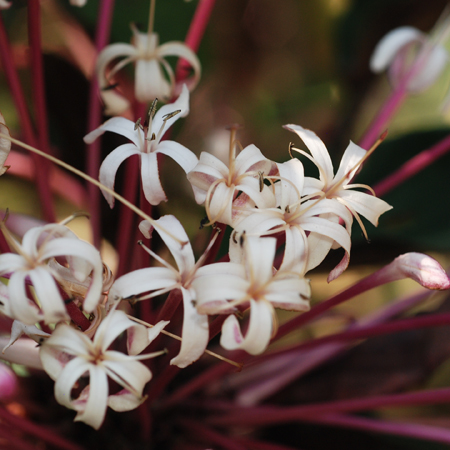 ราชินีสันทราย Clerodendrum quadriloculare (Blanco) Merr.<br/>LAMIACEAE (LABIATAE)