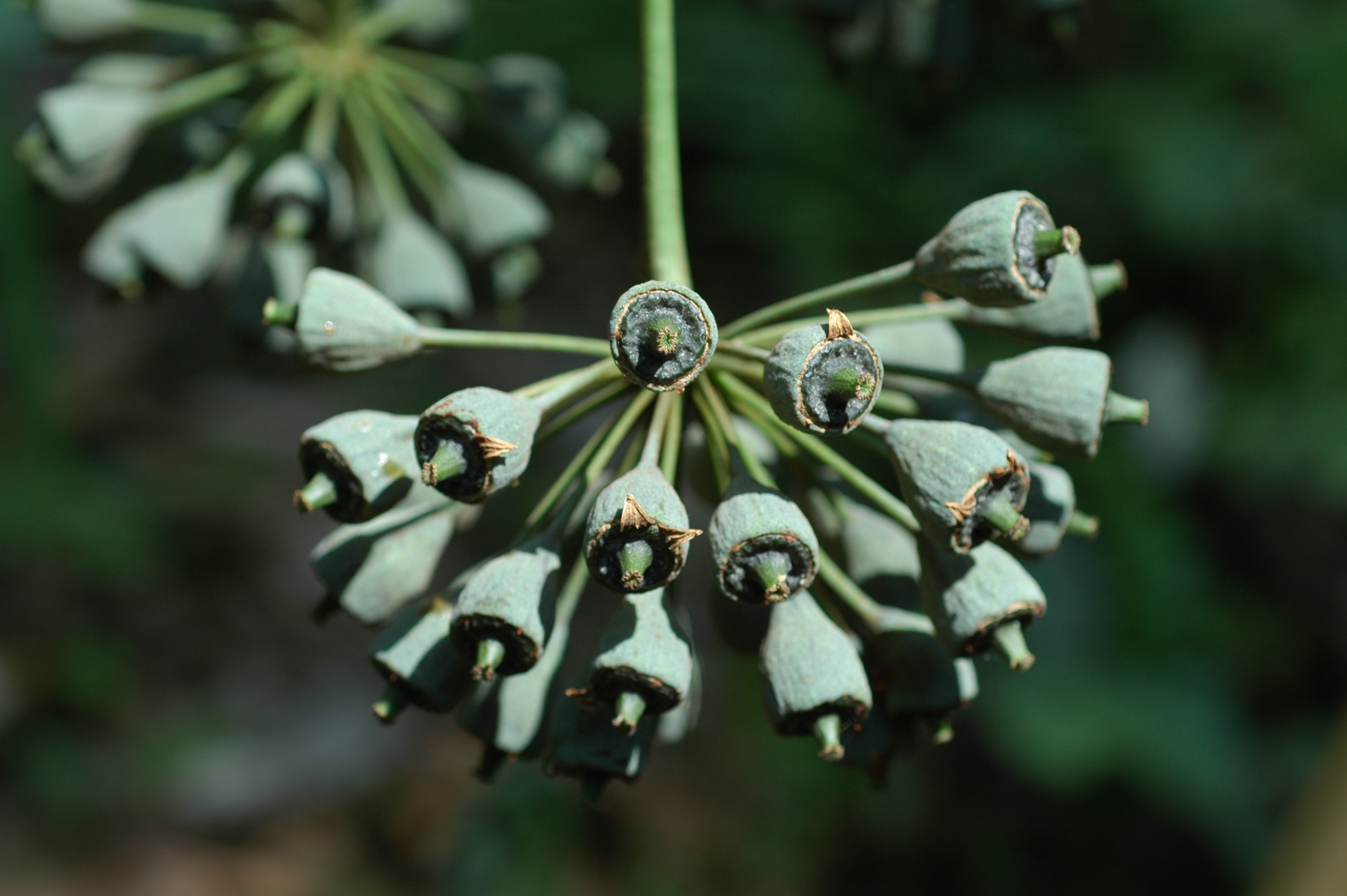 ต้างหลวง Trevesia palmata (Roxb. ex Lindl.) Vis.<br/>ARALIACEAE