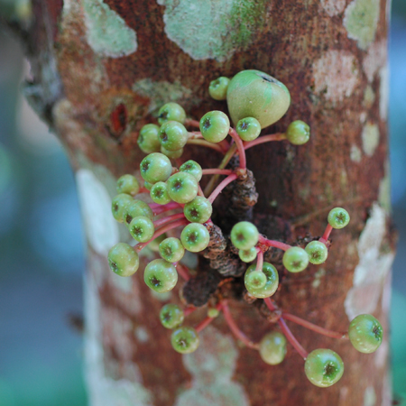 ชิ้งขาว Ficus fistulosa Reinw. ex Blume<br/>MORACEAE