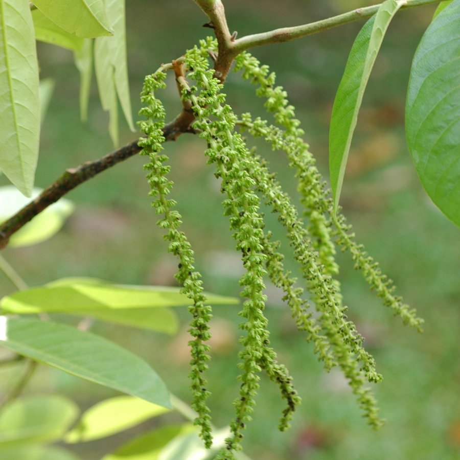 คำหด Engelhardia spicata Blume<br/>JUGLANDACEAE