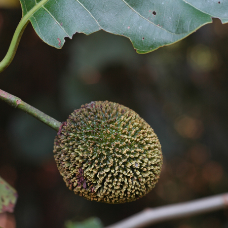 กระทุ่ม Anthocephalus chinensis   (Lamk.) A. Rich. ex Walp.<br/>RUBIACEAE 