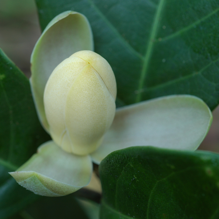 เล็งเก็ง Magnolia betongensis (Craib) H. Keng<br/>MAGNOLIACEAE