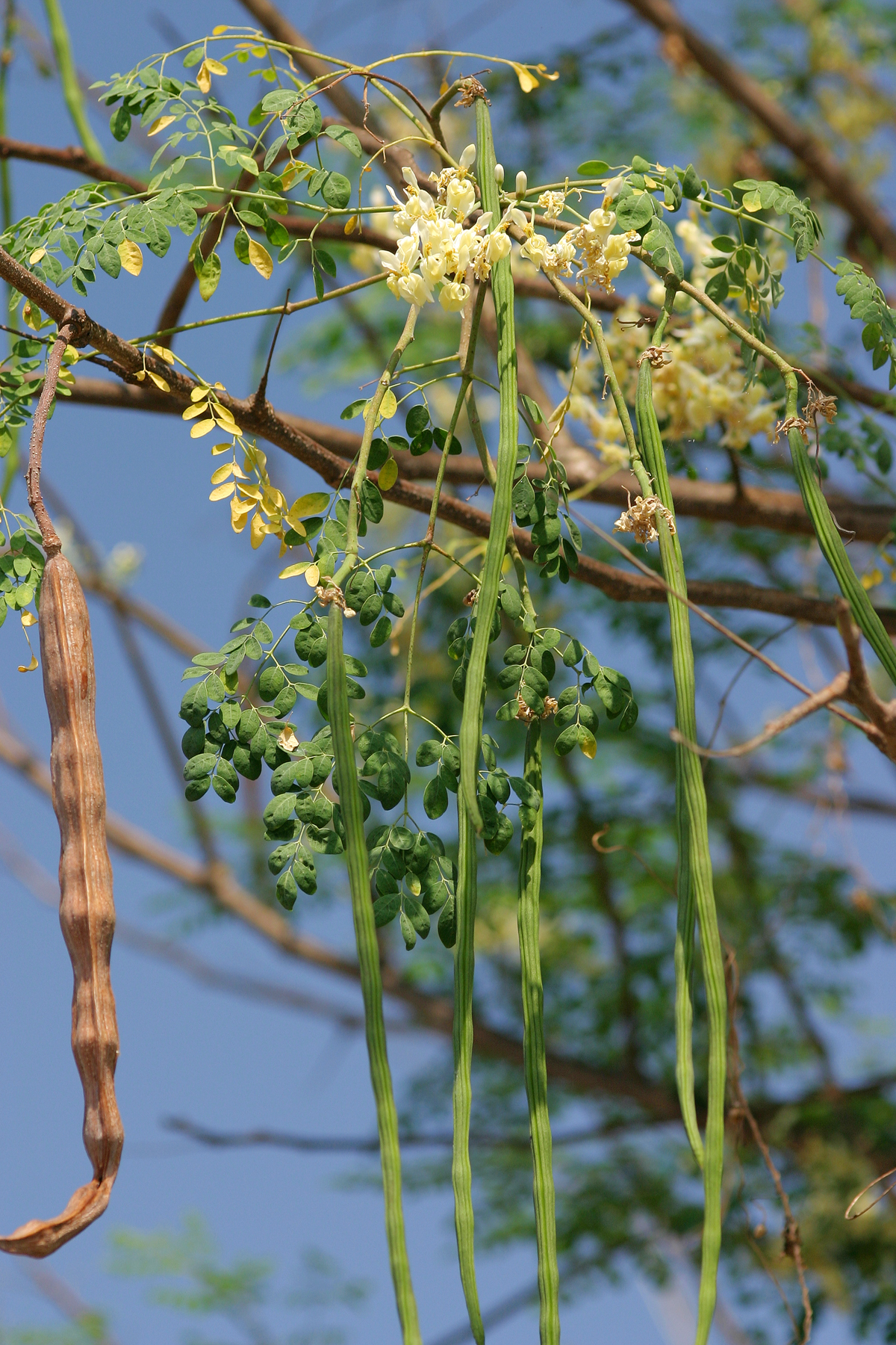 มะรุม Moringa oleifera Lam.<br/>MORINGACEAE