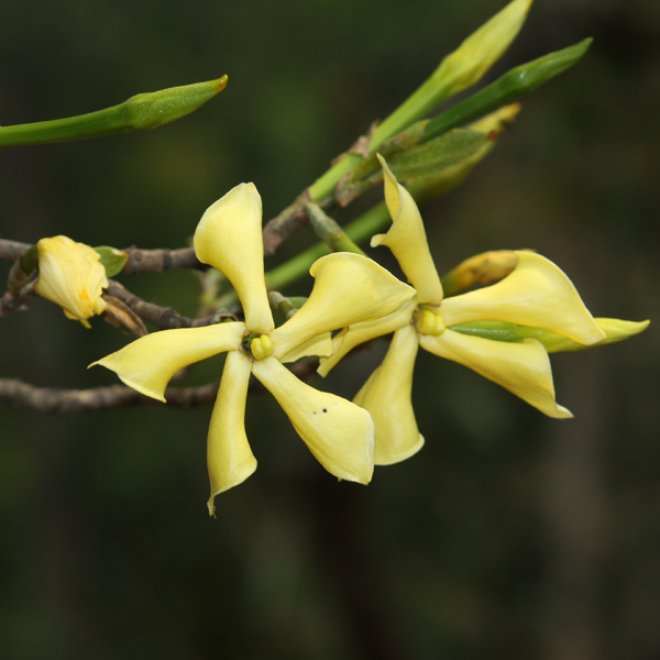 คำมอกหลวง Gardenia sootepensis Hutch.<br/>RUBIACEAE