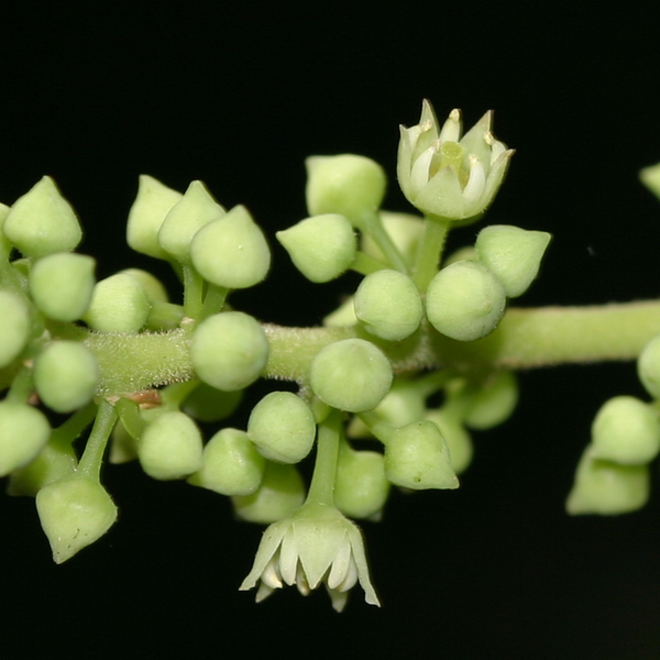 ฮ่อสะพายควาย Berchemia floribunda Wall.<br/>RHAMNACEAE