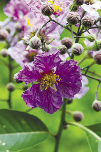 อินทนิลบก Lagerstroemia macrocarpa Wall.<br/>LYTHRACEAE