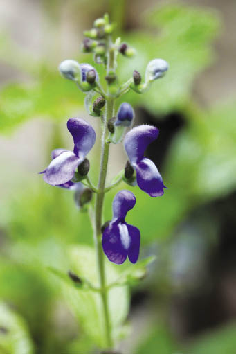 หญ้าคางเลือย Scutellaria incurva Wall. ex Benth.<br/>LAMIACEAE