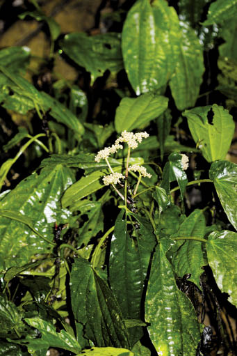 ตำแยใบกว้าง Pellionia latifolia (Blume) Boerl.<br/>URTICACEAE