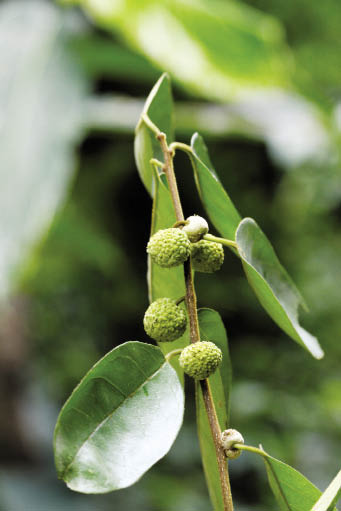 ผักเลือด Ficus virens Aiton<br/>MORACEAE