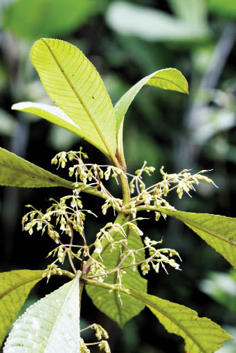 ช้าสาน Rhynchotechum obovatum (Griff.) B.L.Burtt<br/>GESNERRIACEAE