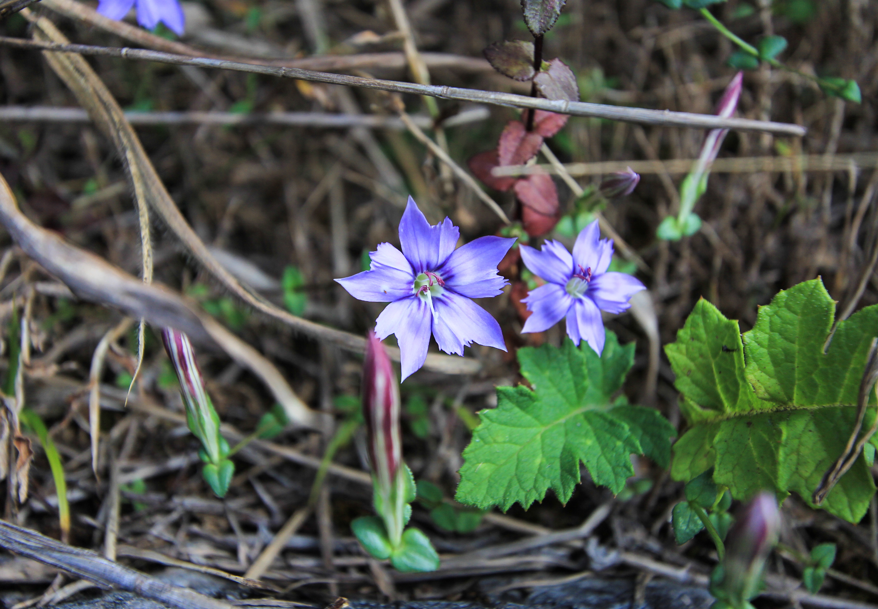 หรีดเชียงดาว Gentiana leptoclada ssp. australis (Craib)Toyokuni<br/>GENTIANACEAE