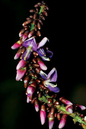 ผักเยี่ยววัว Millettia caerulea Baker<br/>FABACEAE (LEGUMINOSAE-PAPILIONOIDEAE)