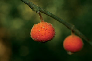 มะเดื่อขน Ficus parietalis Blume<br/>MORACEAE