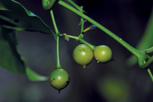 มะเค็ด Gardneria ovata Wall.<br/>LOGANIACEAE (STRYCHNACEAE)