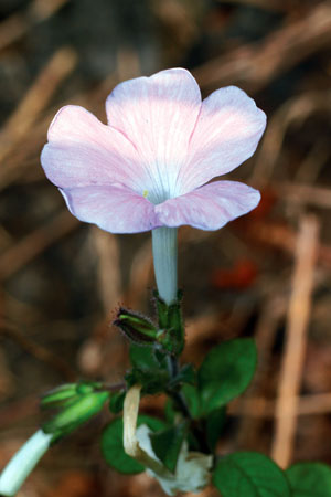 นางออน Tirpitzia bilocularis Suksathan & K.Larsen<br/>LINACEAE