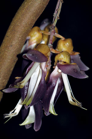 สะบ้าไฮนาน Mucuna hainanensis Hayata<br/>FABACEAE (LEGUMINOSAE-PAPILIONOIDEAE)