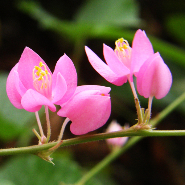 พวงชมพู Antigonon leptopus Hook. & Arn.<br/>POLYGONACEAE