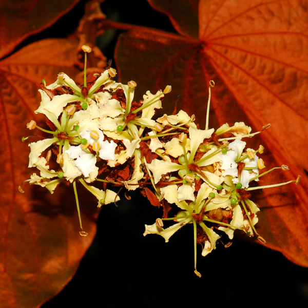 ใบสีทอง Bauhinia aureifolia K. & S.S. Larsen<br/>FABACEAE (LEGUMINOSAE-CAESALPINIOIDEAE)