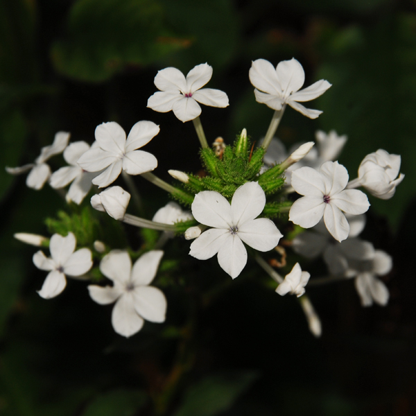 เจตมูลเพลิงขาว Plumbago zeylanica  L.<br/>PLUMBAGINACEAE