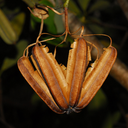 ไก่ฟ้าพญาลอ Aristolochia ringens Vahl.<br/>ARISTOLOCHIACEAE