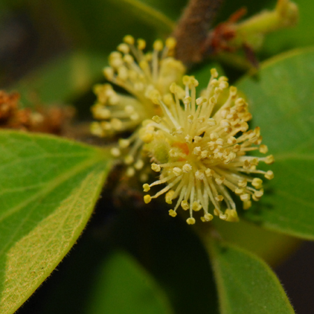 ตะขบป่า Flacourtia indica   (Burm.f.) Merr.<br/>FLACOURTIACEAE