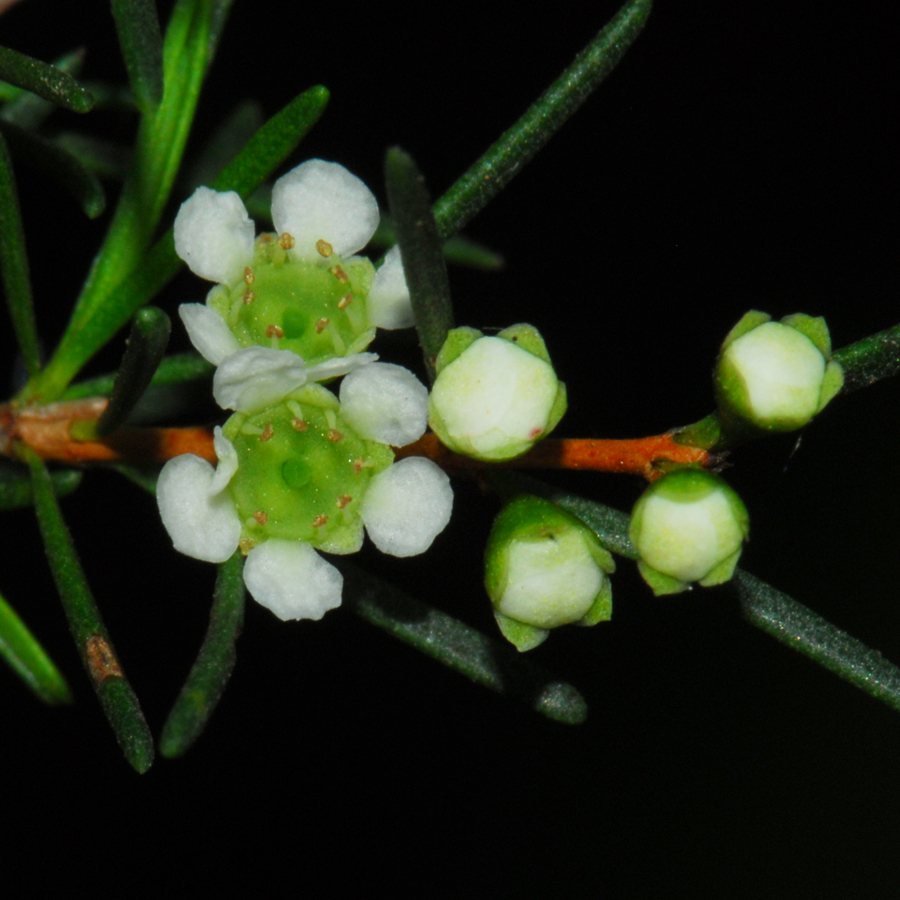 สนทราย Baeckea frutescens   L.<br/>MYRTACEAE