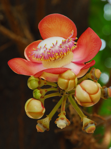 สาละลังกา Couroupita guianensis Aubl.<br/>LECYTHIDACEAE