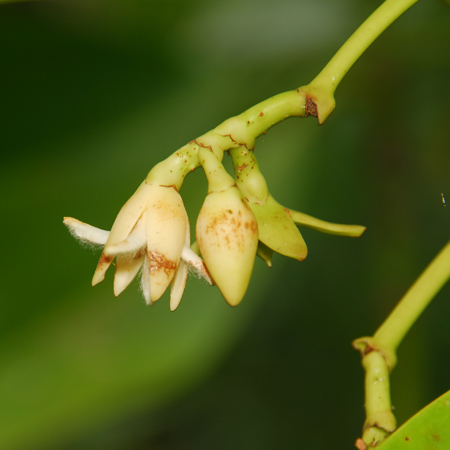 โกงกางใบใหญ่ Rhizophora mucronata Poir.<br/>RHIZOPHORACEAE