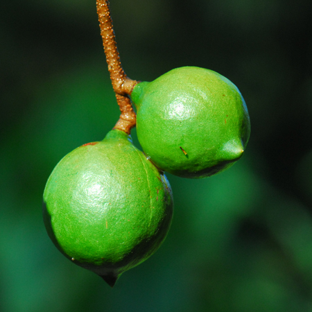 มะคาเดเมีย Macadamia integrifolia Maiden & Betche<br/>ProtEaceae