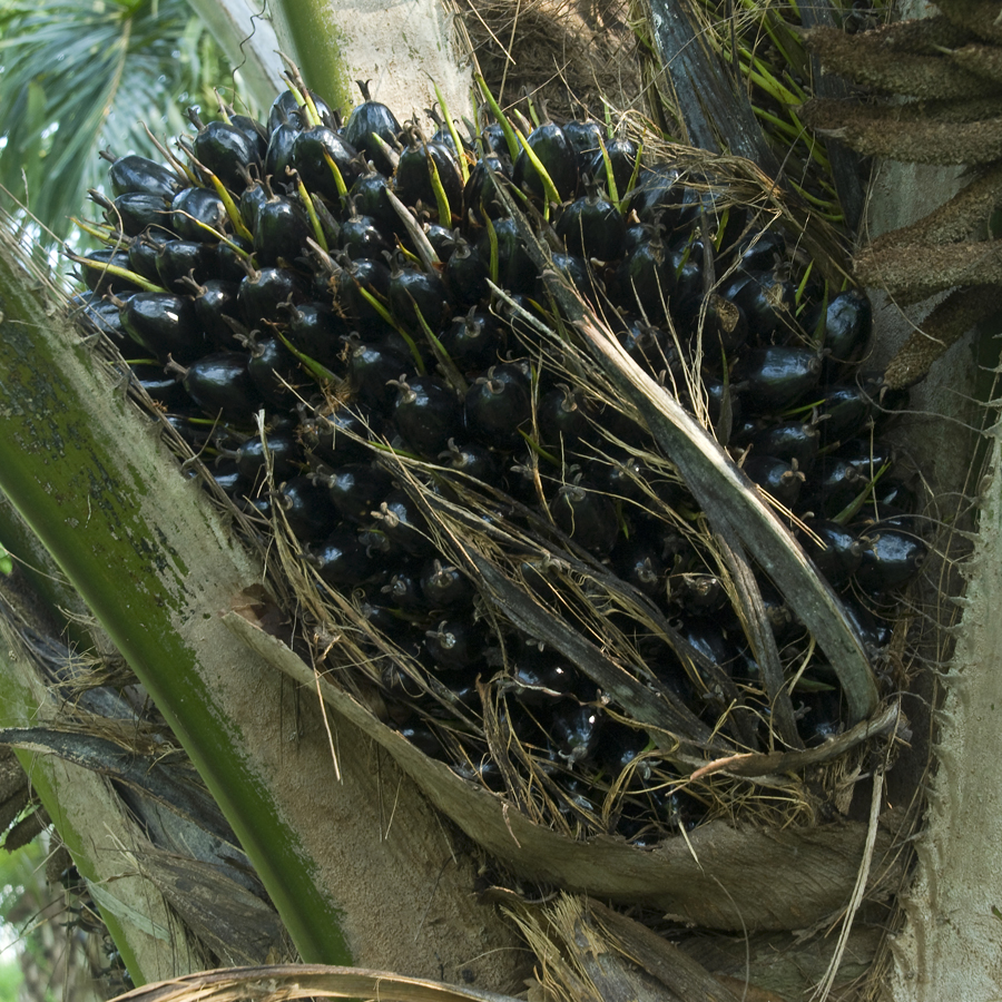 ปาล์มน้ำมัน Elaeis guineensis<br/>ARECACEAE (PALMAE)