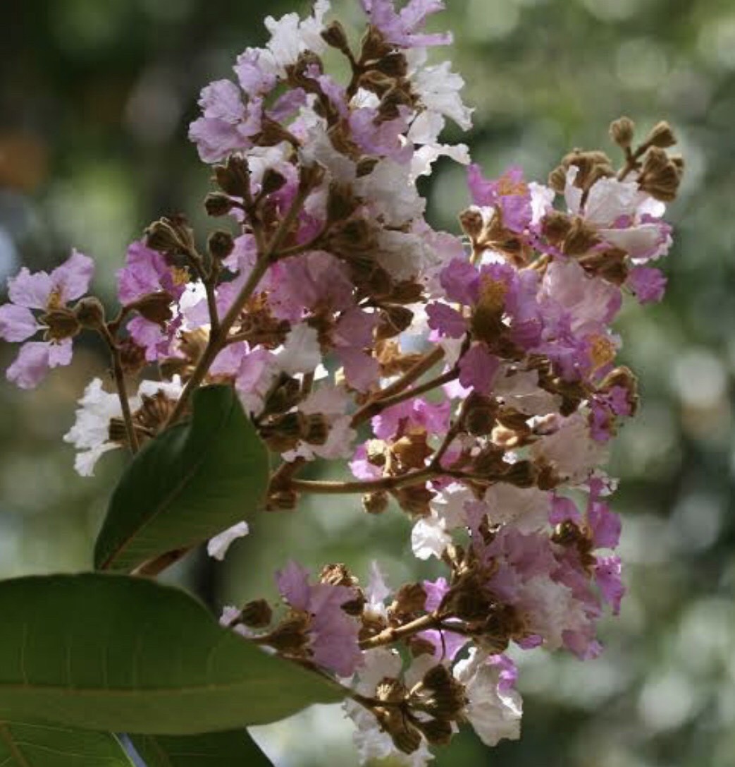 ตะแบกเปลือกบาง Lagerstroemia duperreana Pierre ex Gagnep.<br/>LYTHRACEAE